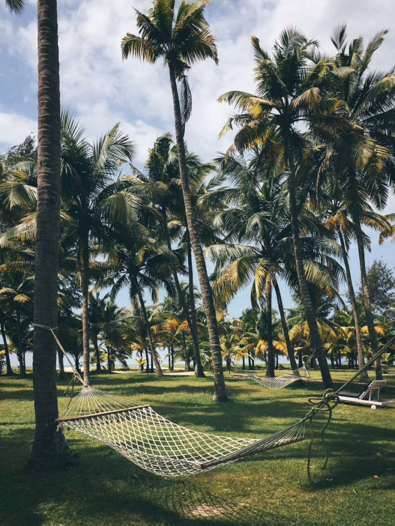palm trees and a hammock